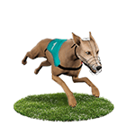 永豐娛樂城白金賽狗 永豐娛樂城白金賽狗